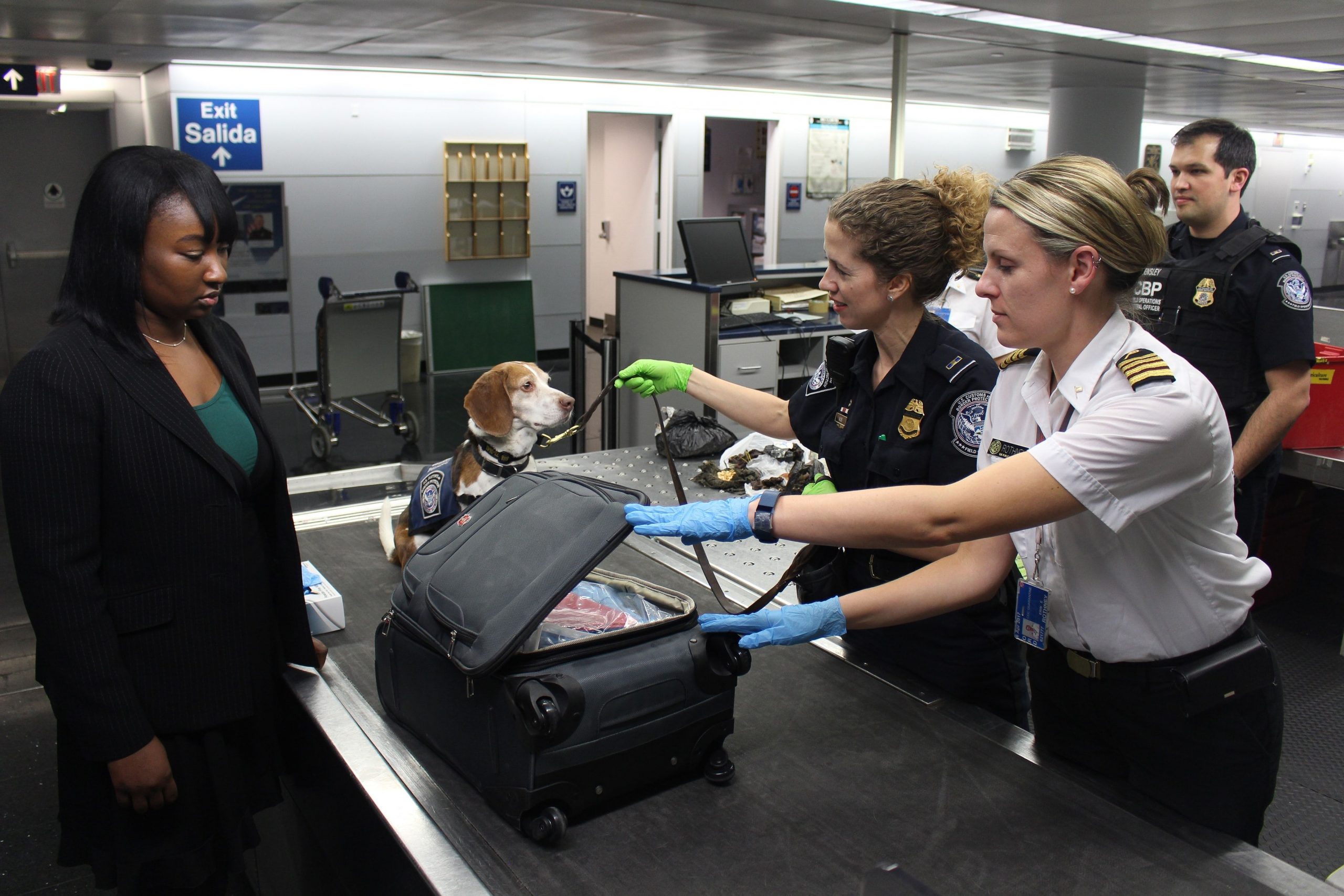 Study: Sniffer dogs can accurately detect passengers with Covid-19