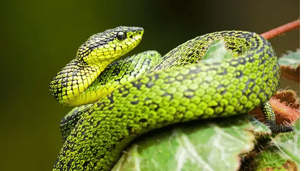 World Snake Day 2022: Debunking superstitions and myths around the reptile