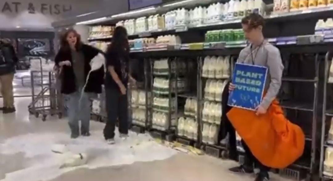 Animal Rebellion protestors pour milk across UK supermarket aisles