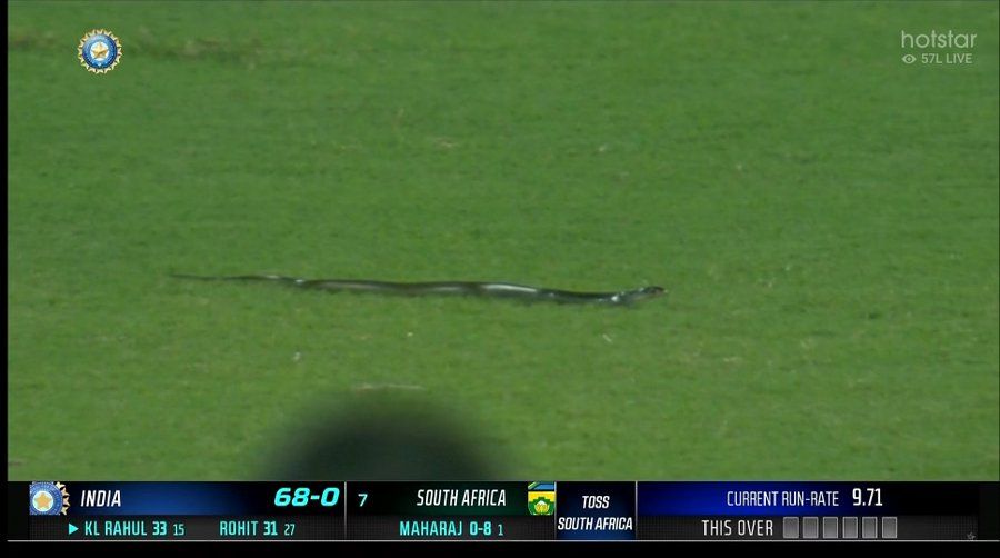 Snake on cricket ground interrupts India vs South Africa 2nd T20I: Watch
