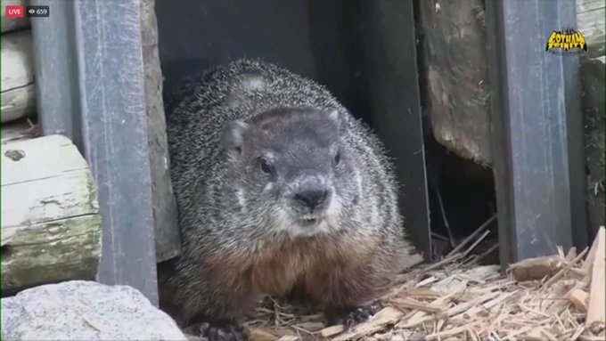 Sir Walter Wally retires: Here’s 5 groundhogs who disagree with Punxsutawney Phil