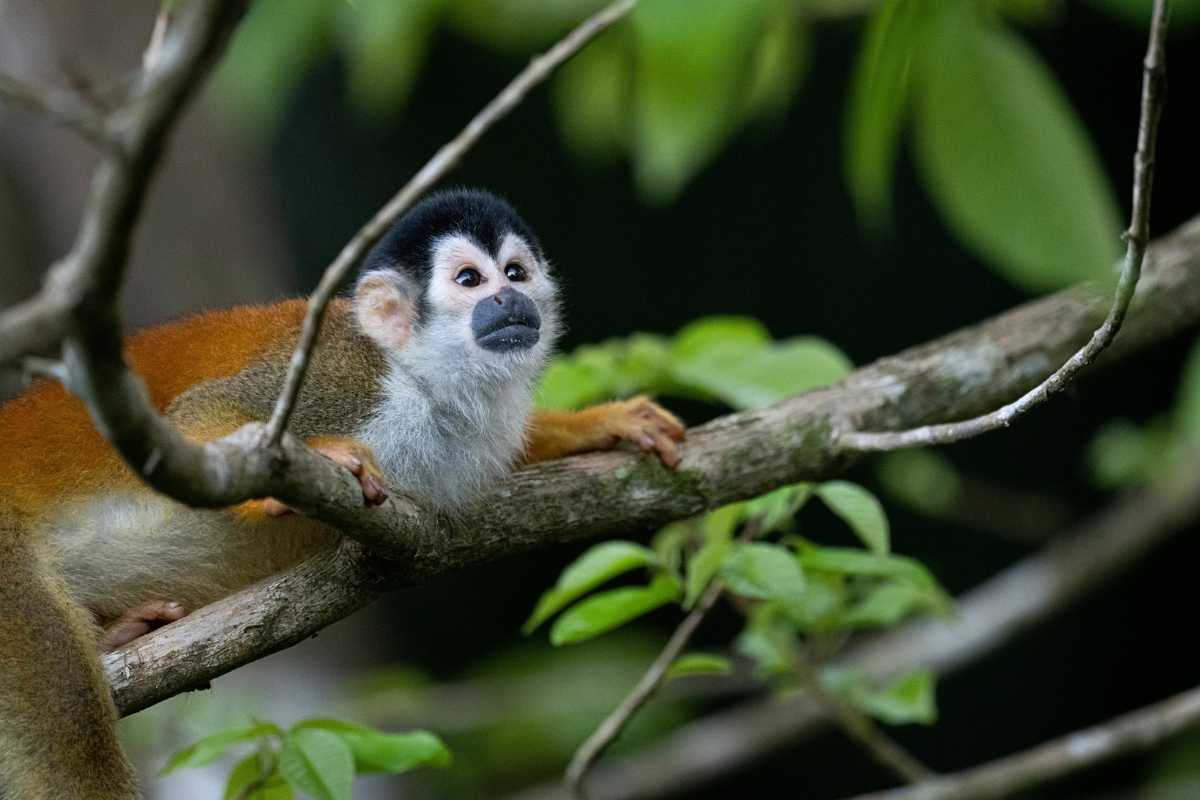 Who is Joseph Randall? 61-year-old arrested for stealing 12 squirrel monkeys from Louisiana zoo