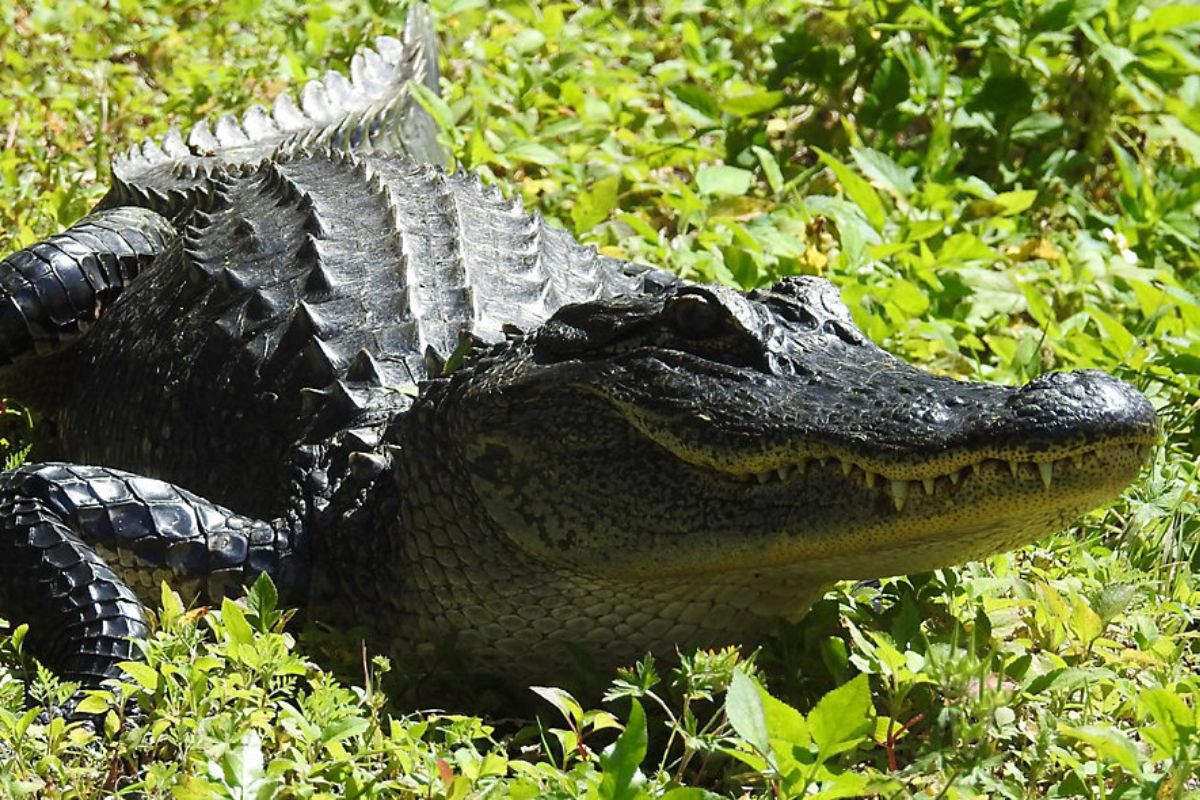 Who was Gloria Serge? 85-year-old killed by alligator at retirement home in Florida