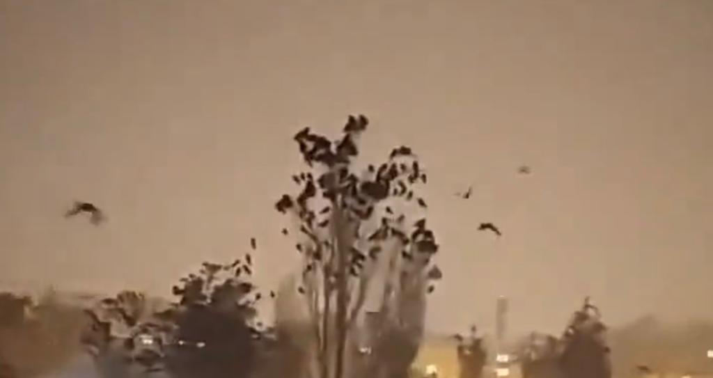 Birds in Turkey fly ominously over buildings just before massive earthquakes: Watch