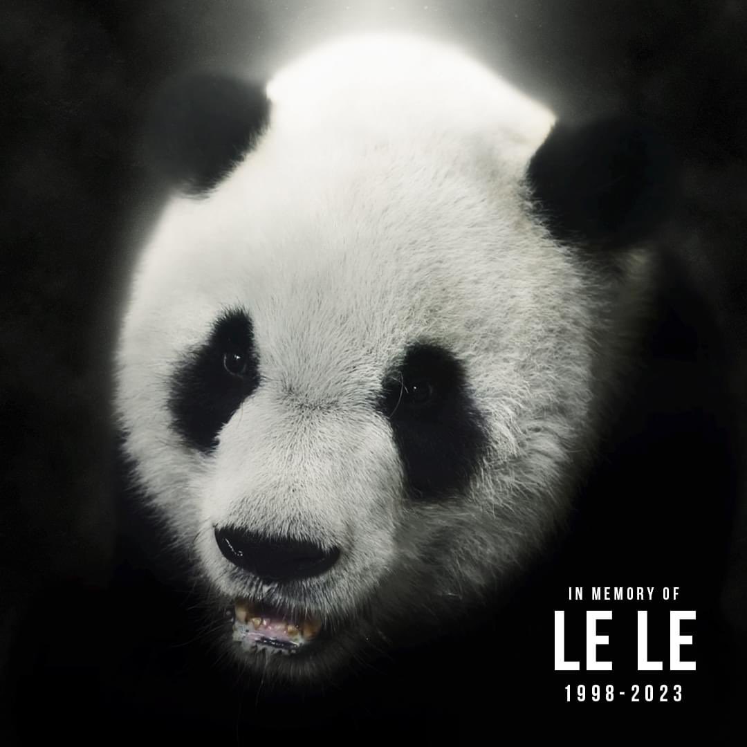 Who was Le Le? Memphis Zoo’s giant panda dies at 25, leaves behind partner Ya Ya