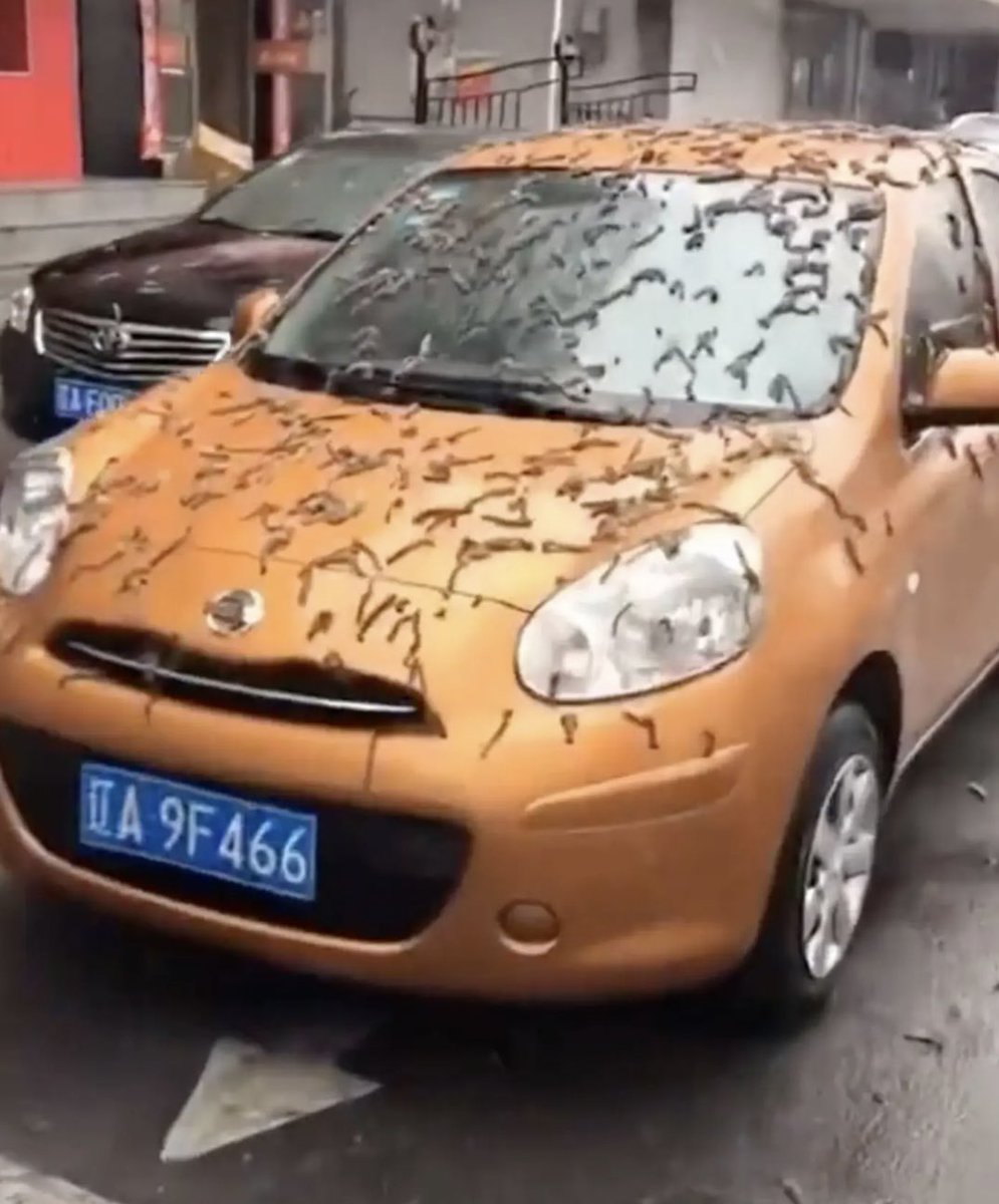 Why is it raining worms in China’s Liaoning province? Viral video stuns people