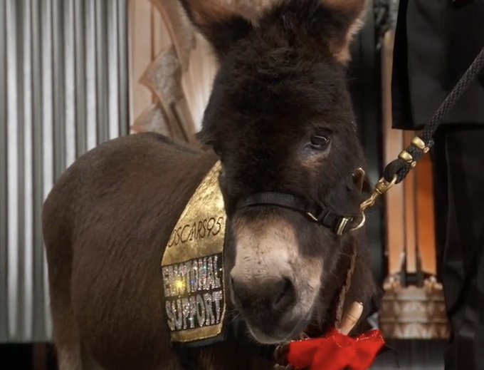 Jimmy Kimmel brings Jenny the Donkey on stage at Oscars 2023: Watch