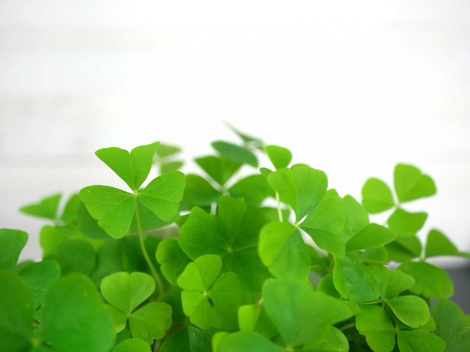 What did Saint Patrick say about the Holy Trinity in Christianity? Exploring the spiritual significance of St Patrick’s day