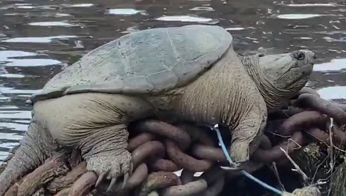 Who is Chonkosaurus? Why is the Chicago River snapping turtle going viral?