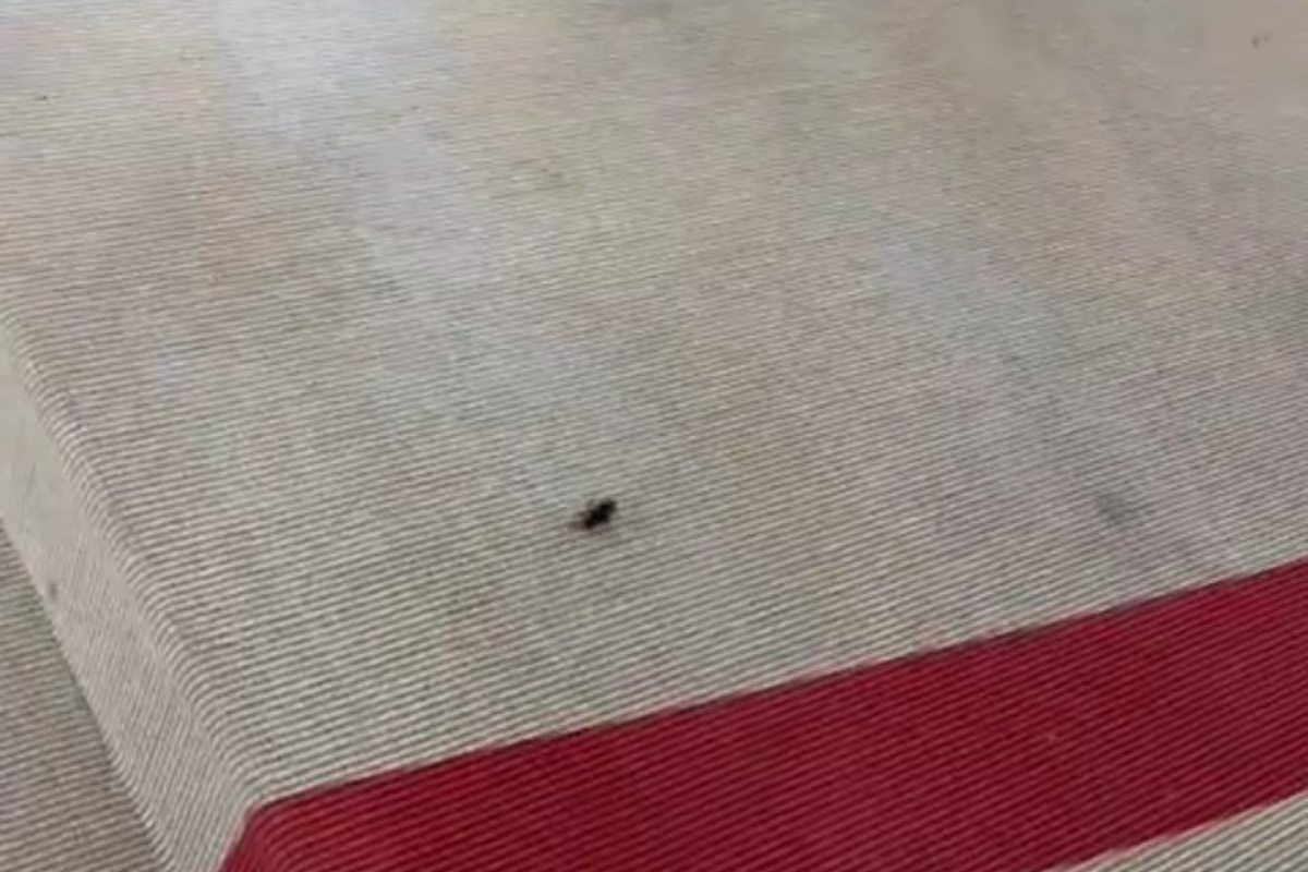 Met Gala 2023: Video of cockroach on red carpet goes viral