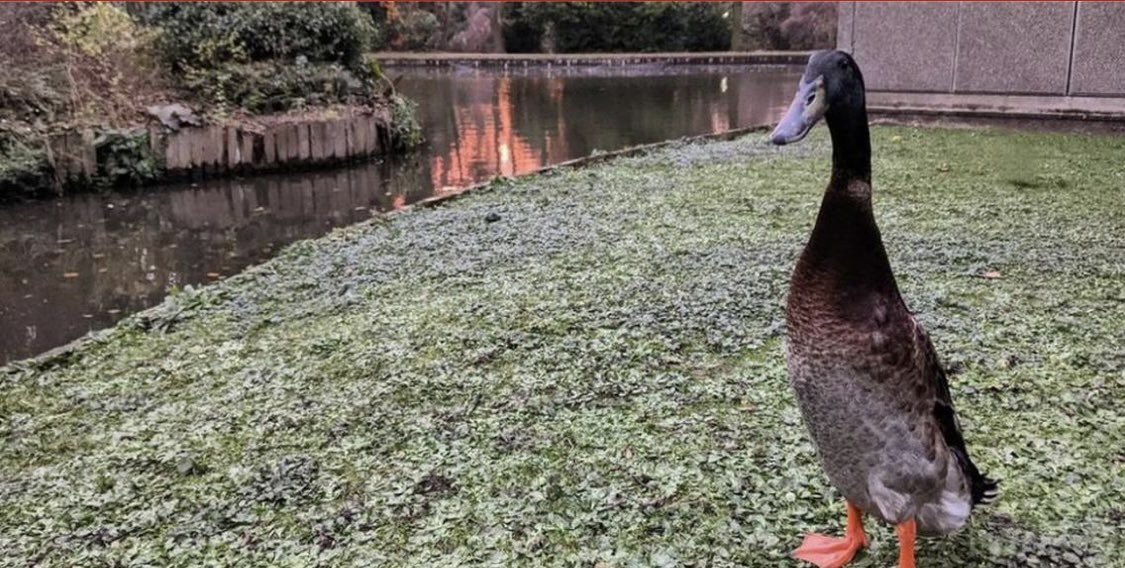Who is Long Boi? Social media star duck featured on James Corden’s The Late Late show presumed dead