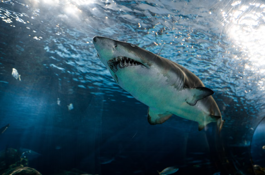 Florida shark attack 2023: 2 men bitten by predators in 36 hours