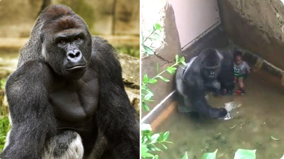 Did Harambe kill the kid? Remembering Cincinnati Zoo Gorilla on 7th death anniversary