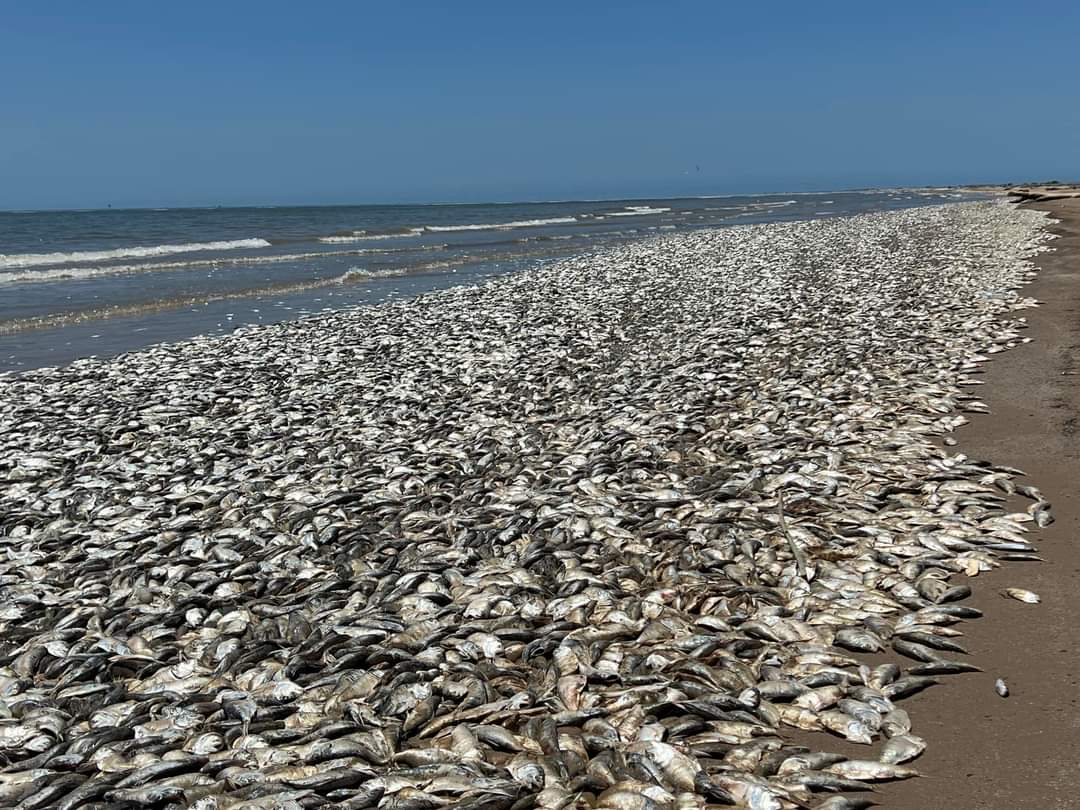 Why did thousands of dead fish wash up along beaches on the Texas Gulf Coast?