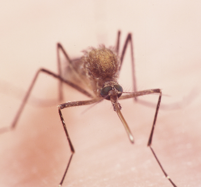 What is West Nile Virus, positive samples detected across the country?