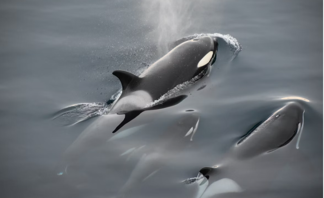 The Atlantic comes under fire for calling killer whales ‘sadistic jerks’ and ‘not our friends’