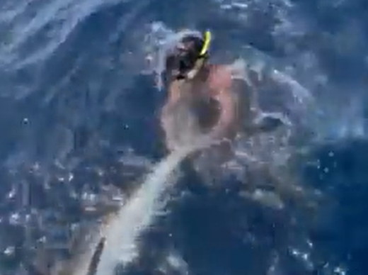 Drew Rosenhaus wrestles shark during fishing trip with Tyreek Hill | Watch video