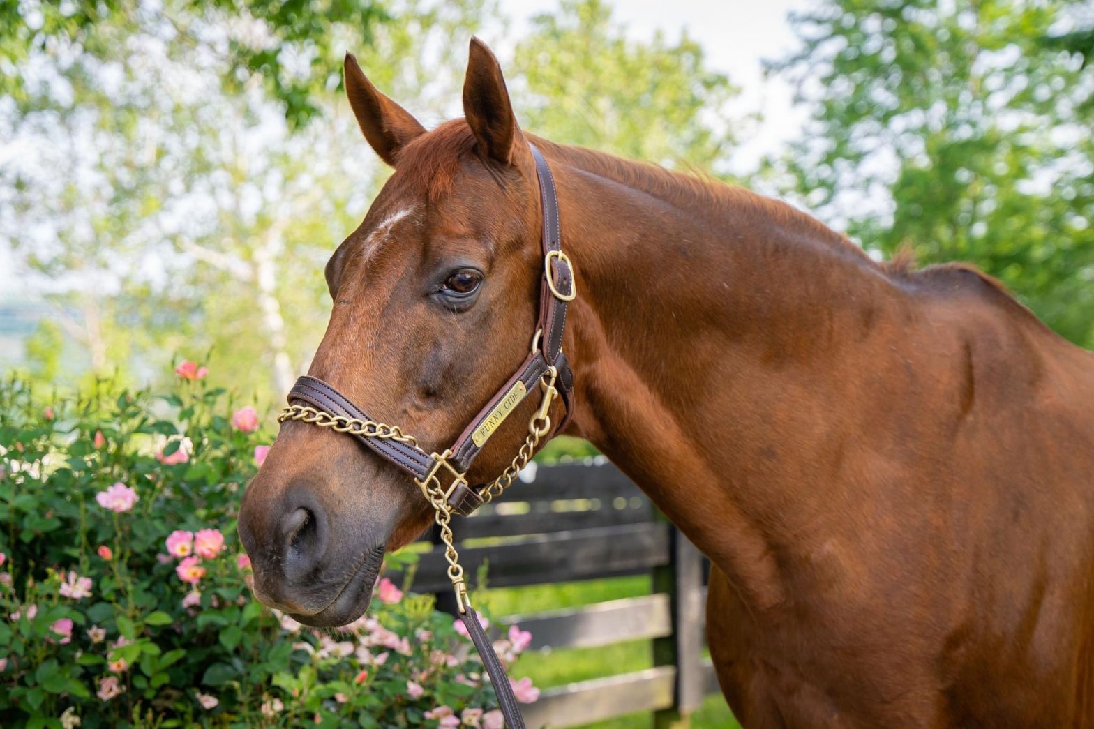 Who was Funny Cide? 2003 Kentucky Derby winner horse dies