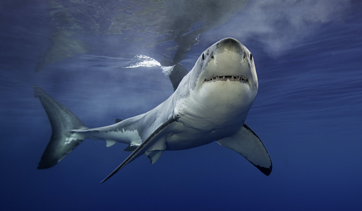 Swimmer goes missing in suspected shark attack in Wildcat Beach, California