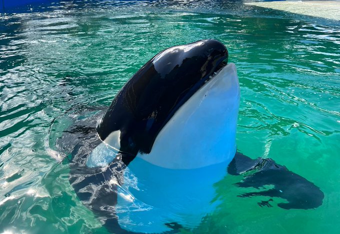 Who was Lolita aka Toki? Miami Seaquarium killer whale dies after sudden illness