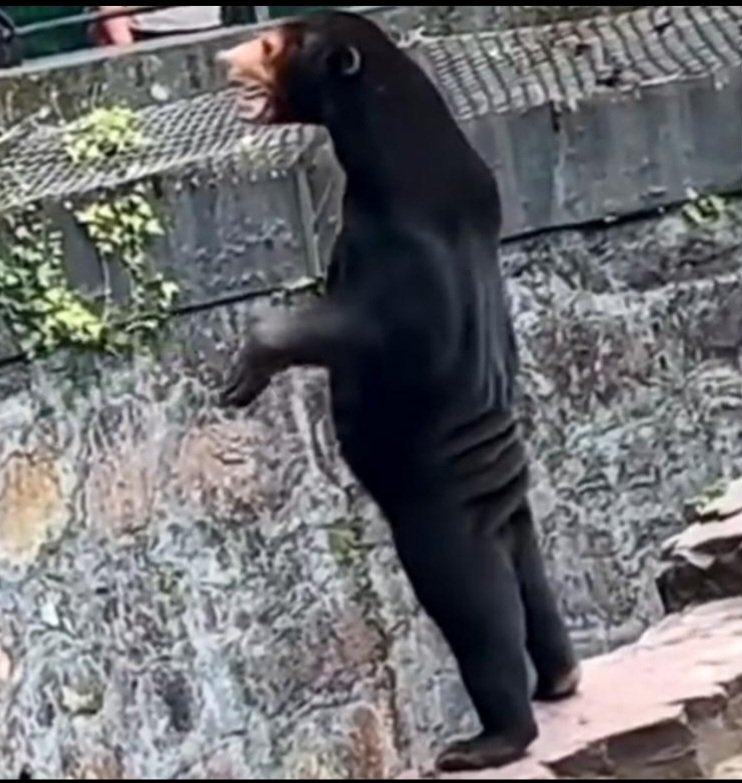 Sun bear looks human in viral video forcing Hangzhou Zoo to refute rumors of man in animal costume