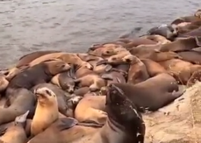 Seals gather along Monterey coast of California ahead of Hurricane Hilary | Watch video
