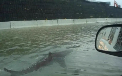 Ted Cruz retweets fake photo of shark swimming in Los Angeles freeway amid Tropical Storm Hilary