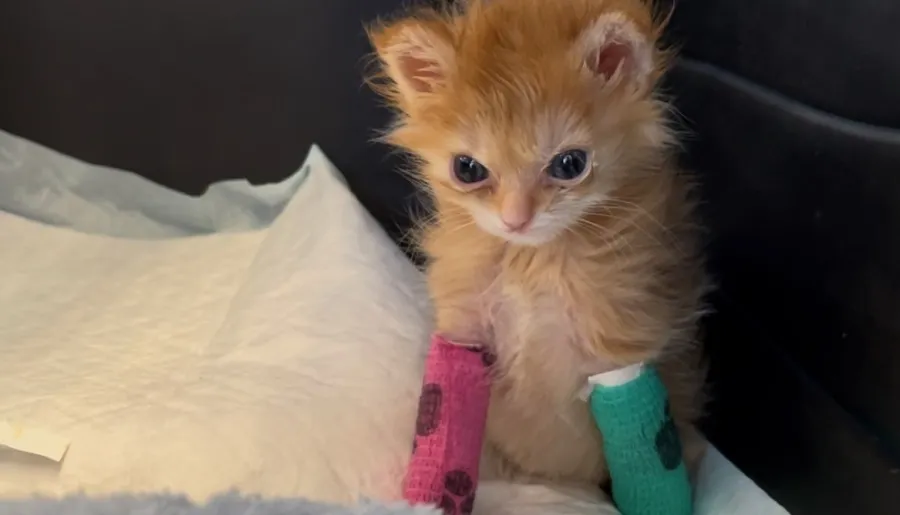 Who was Tater Tot? Disabled viral kitten’s cause of death, instagram, memes and more