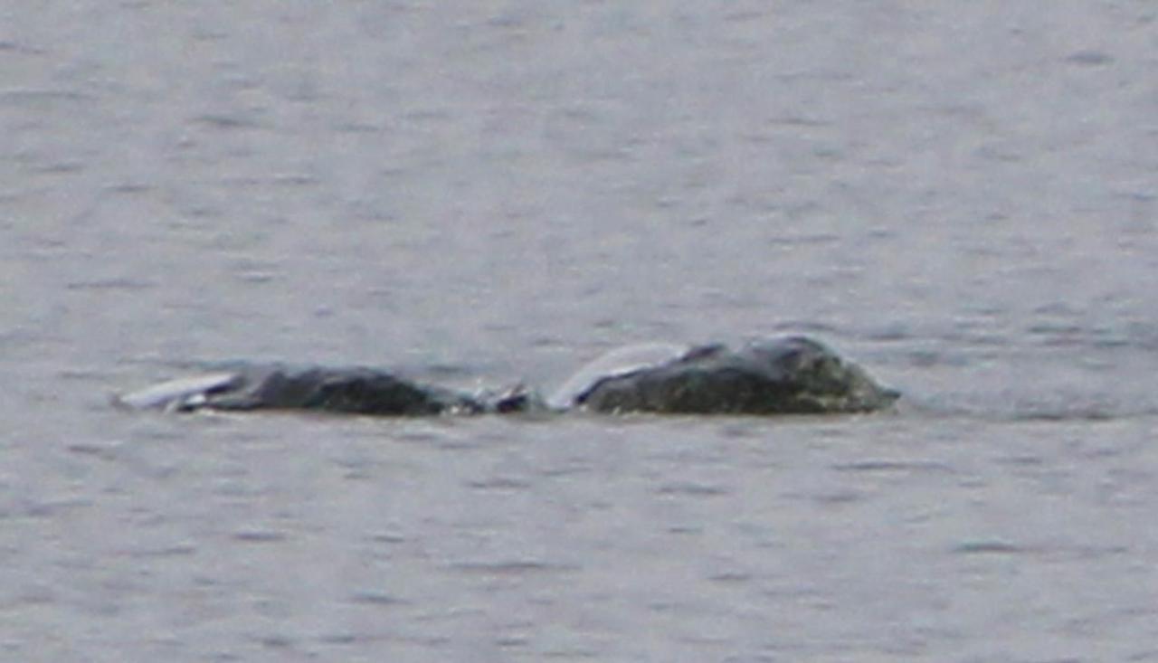 What is the Loch Ness Monster? Photographer shares supposed images of mythical creature