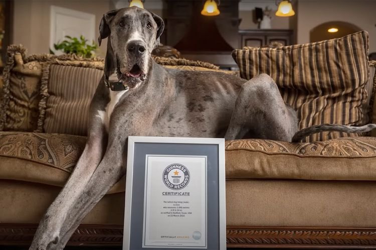 Who was Zeus? World’s tallest dog dies following a battle with cancer