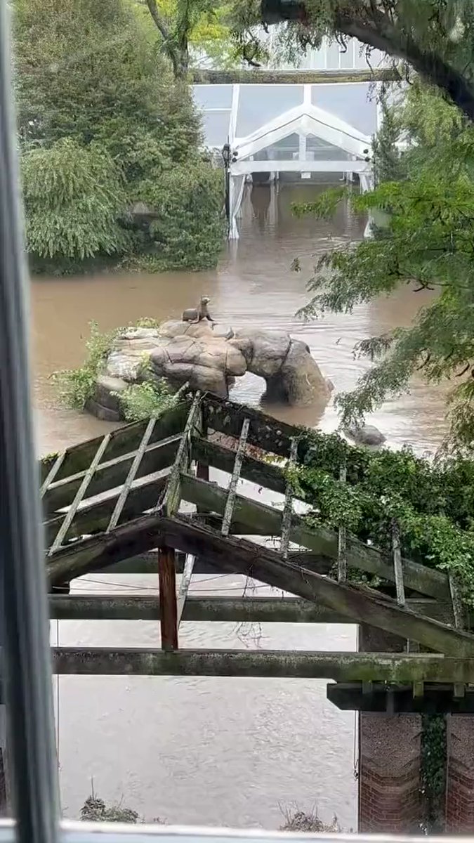 Sea lions escaped their enclosure at Central Park amid flooding in parts of New York City: Watch Video