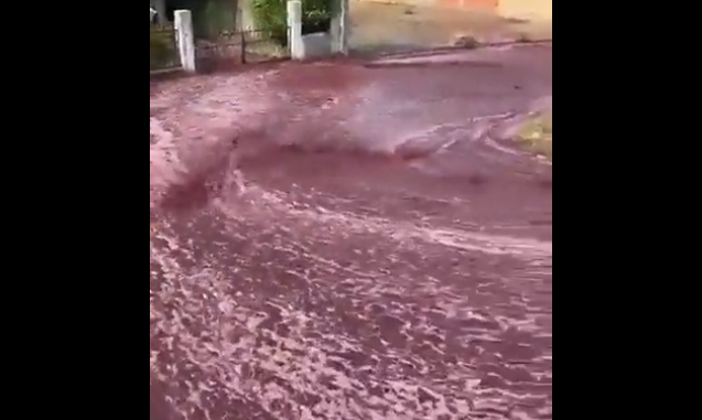 River of wine flows through Portugal street after tanks with over 2 million liters burst | Watch Video