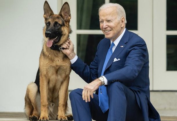Why is Joe Biden’s dog Commander temporarily removed from the White House?