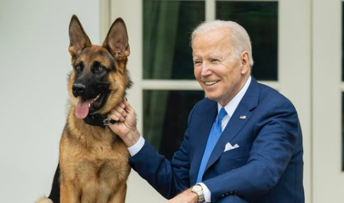 Biden’s pet dog, Commander, bites White House groundskeeper, 71, in new photo